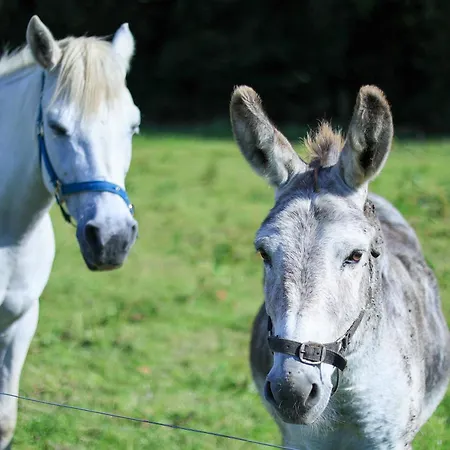 Rathescar Grove 3* Dun Leire