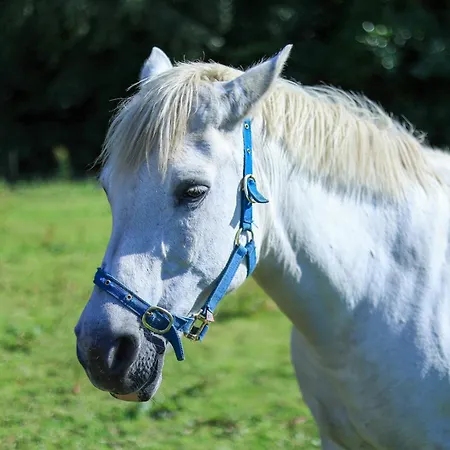 Bed & Breakfast Rathescar Grove