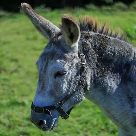 Rathescar Grove Bed & Breakfast Dun Leire